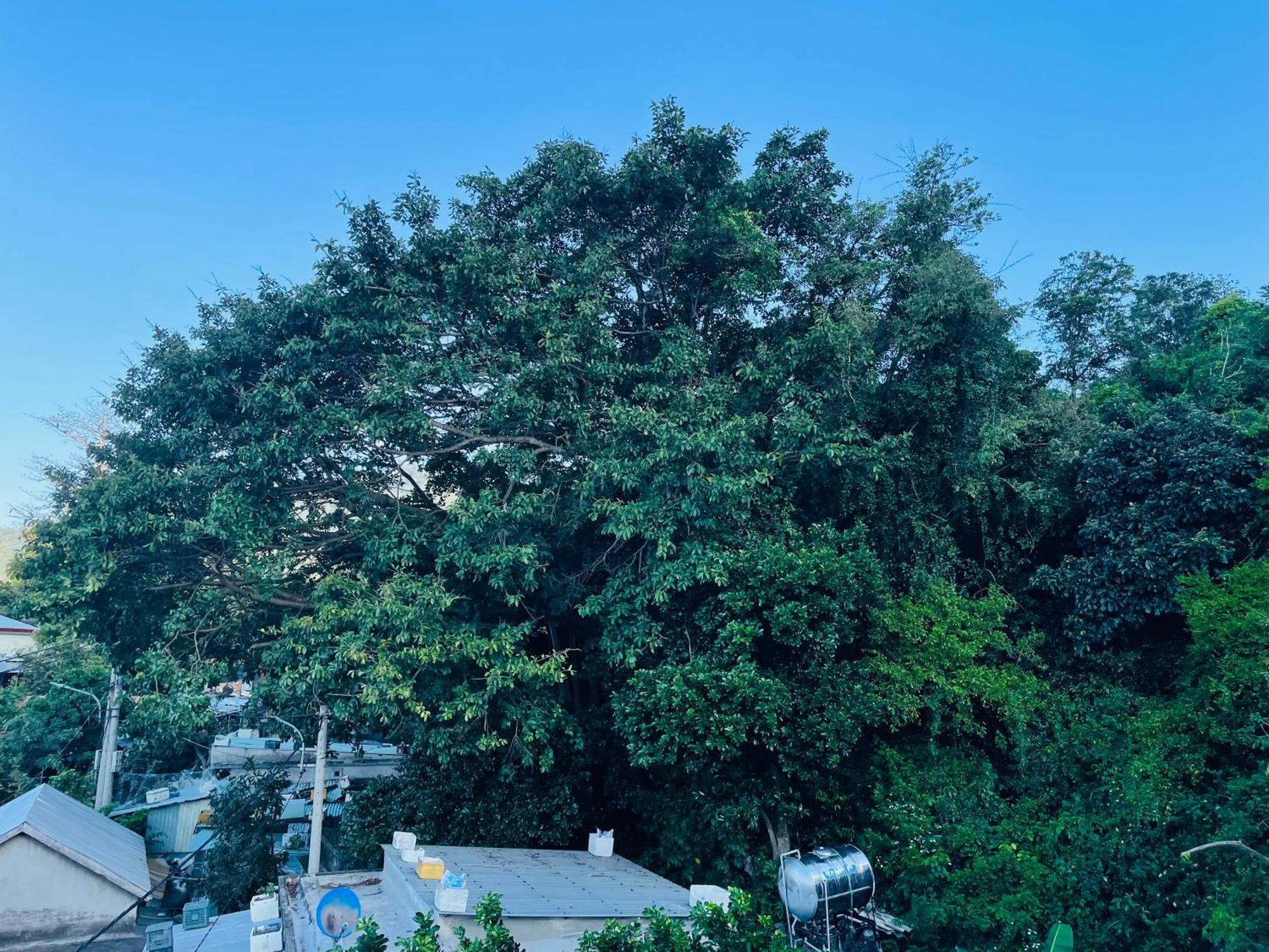 Monkeyland Cham Island Homestay Tân Hiệ Exteriér fotografie